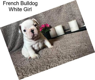 French Bulldog White Girl