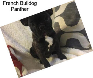 French Bulldog Panther