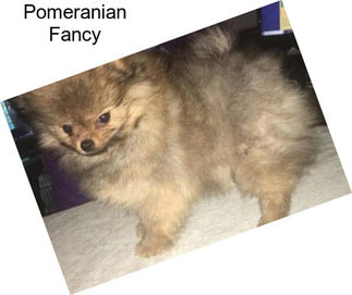 Pomeranian Fancy