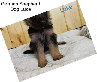 German Shepherd Dog Luke