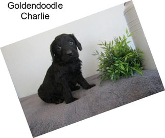 Goldendoodle Charlie