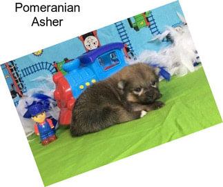 Pomeranian Asher