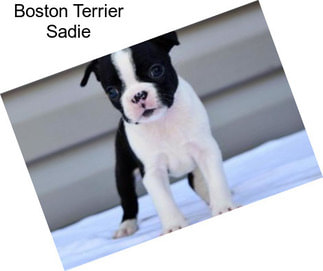 Boston Terrier Sadie