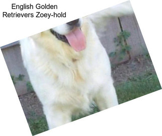 English Golden Retrievers Zoey-hold
