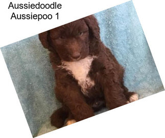 Aussiedoodle Aussiepoo 1