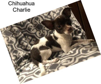 Chihuahua Charlie