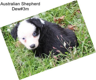 Australian Shepherd Dew#3m