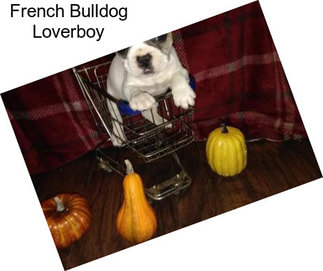 French Bulldog Loverboy