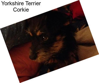 Yorkshire Terrier Corkie