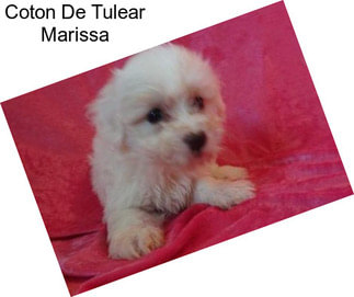 Coton De Tulear Marissa