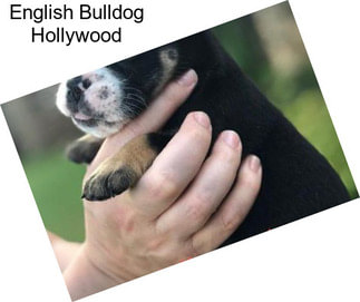 English Bulldog Hollywood