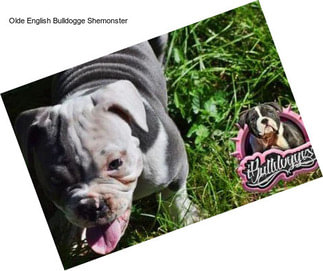 Olde English Bulldogge Shemonster