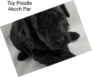 Toy Poodle Akcch Par