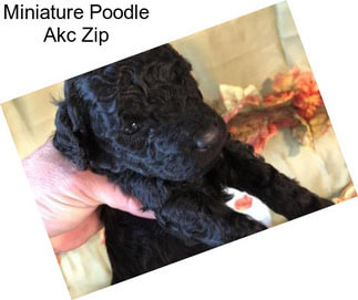 Miniature Poodle Akc Zip