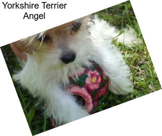 Yorkshire Terrier Angel