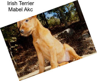 Irish Terrier Mabel Akc