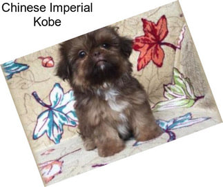 Chinese Imperial Kobe