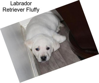 Labrador Retriever Fluffy