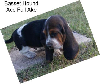 Basset Hound Ace Full Akc