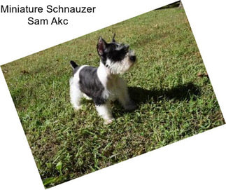 Miniature Schnauzer Sam Akc