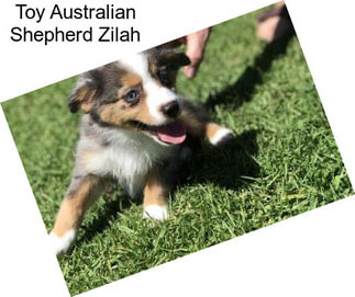 Toy Australian Shepherd Zilah