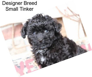 Designer Breed Small Tinker