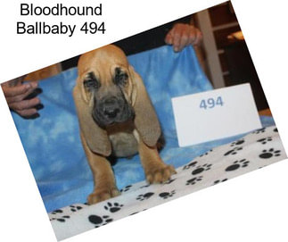 Bloodhound Ballbaby 494