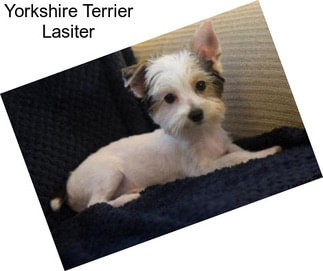 Yorkshire Terrier Lasiter