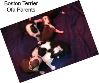 Boston Terrier Ofa Parents