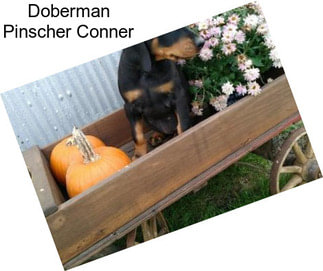 Doberman Pinscher Conner