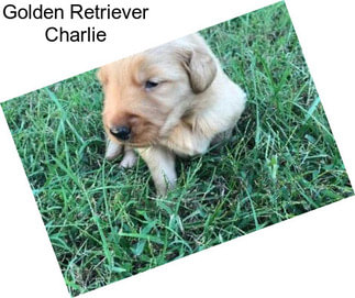 Golden Retriever Charlie