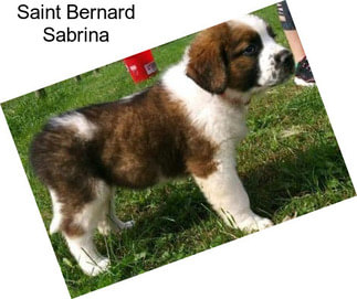 Saint Bernard Sabrina