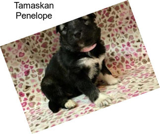 Tamaskan Penelope