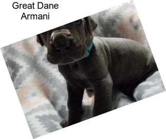 Great Dane Armani