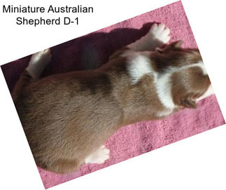 Miniature Australian Shepherd D-1