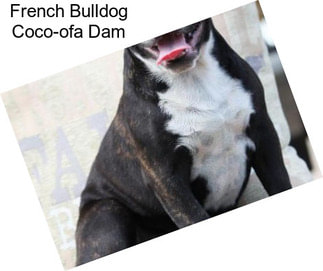 French Bulldog Coco-ofa Dam