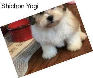 Shichon Yogi