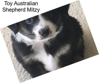 Toy Australian Shepherd Mitzy