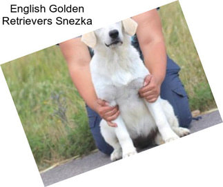 English Golden Retrievers Snezka