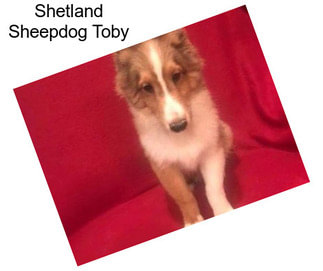 Shetland Sheepdog Toby