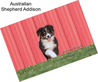 Australian Shepherd Addison