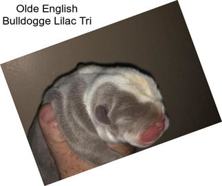 Olde English Bulldogge Lilac Tri