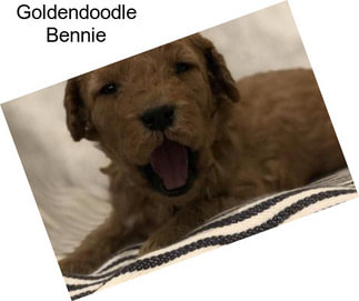 Goldendoodle Bennie