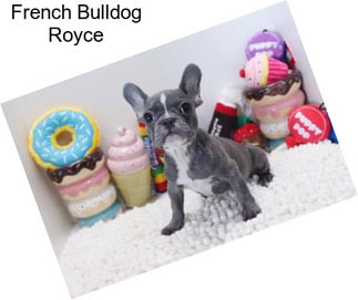 French Bulldog Royce