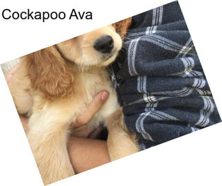 Cockapoo Ava