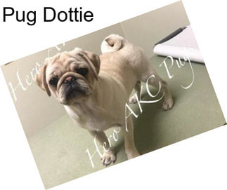 Pug Dottie