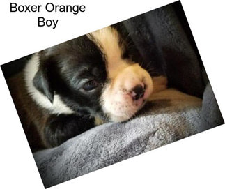 Boxer Orange Boy