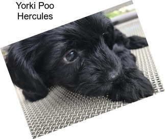 Yorki Poo Hercules