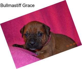 Bullmastiff Grace