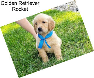 Golden Retriever Rocket